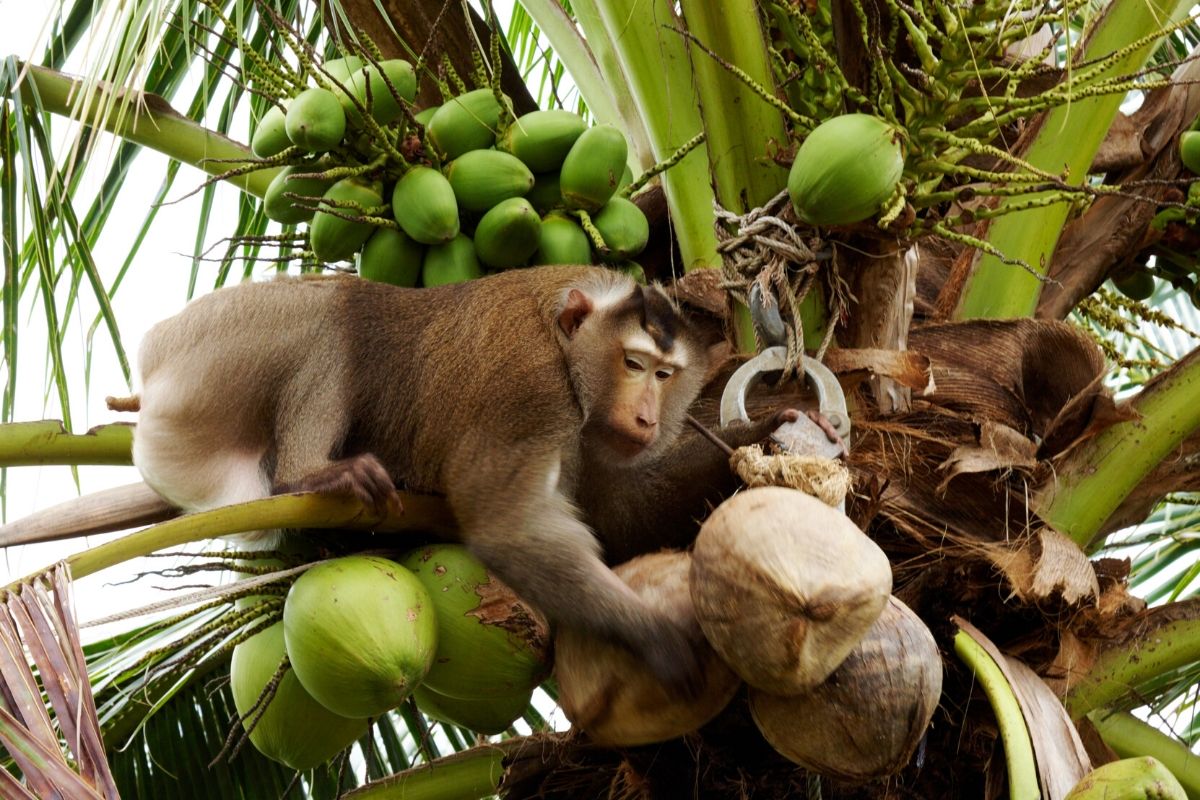 Are Monkeys Used to Pick Coconuts: Myths and Truths | 4 foods that harm animals and the environment