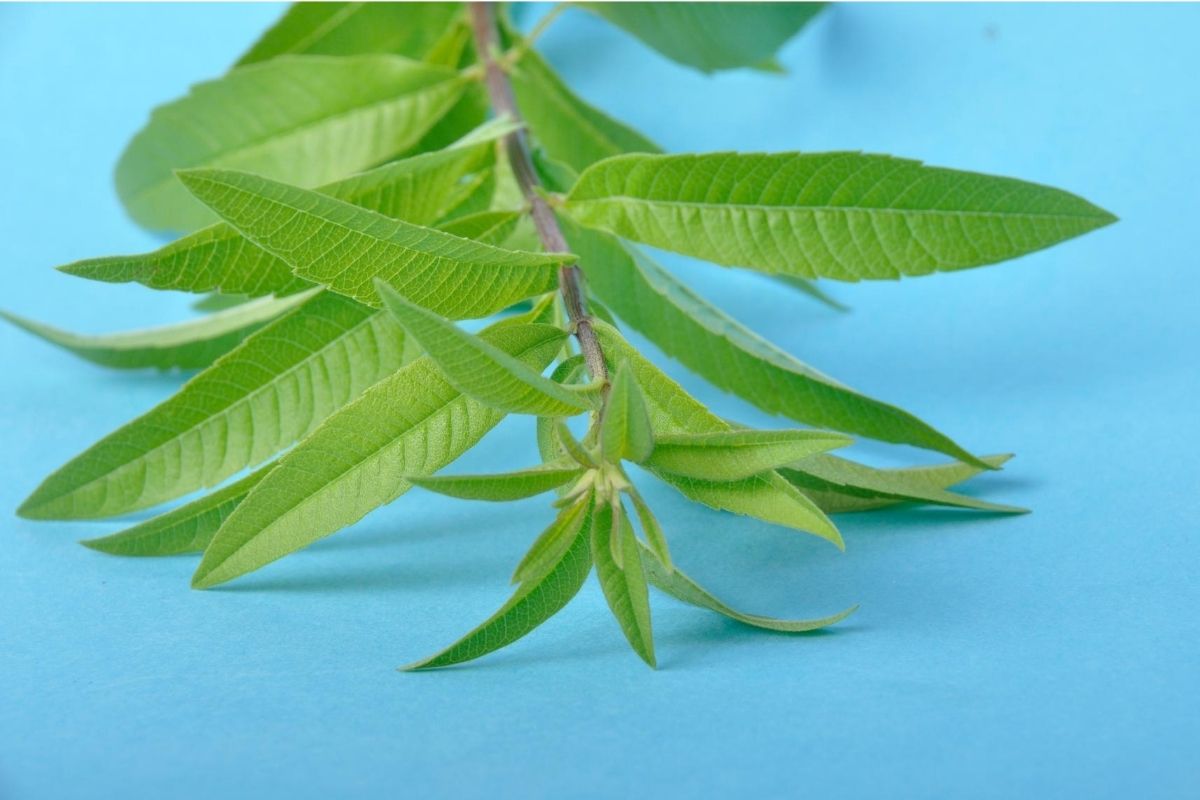 Images Of Lemon Verbena Alousia Trifolia / Lemon Verbena ...